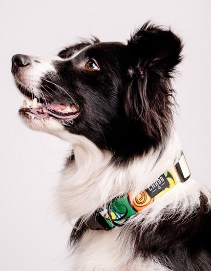 Hydrofobowa obroża regulowana dla psa - Chaba Story Jumbo Rozmiar XL