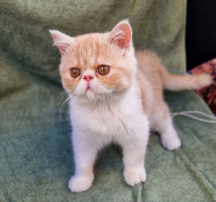 Продається котик Екзот