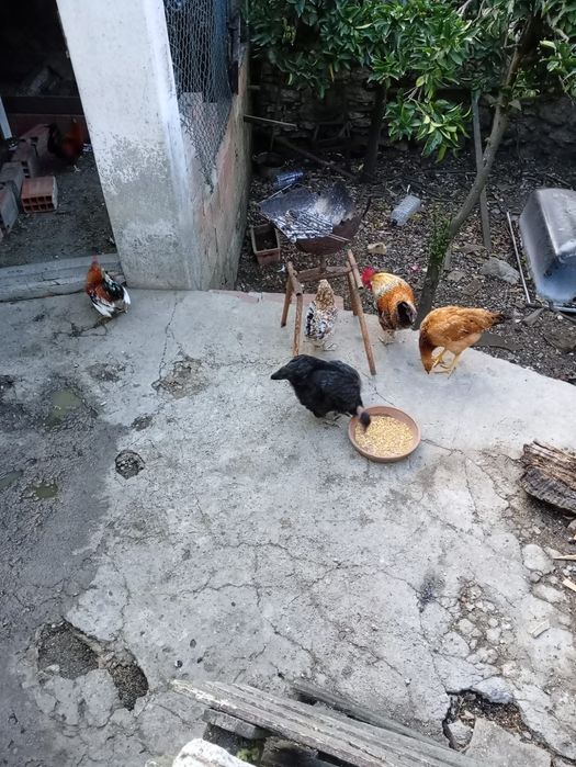 Galinha pato real