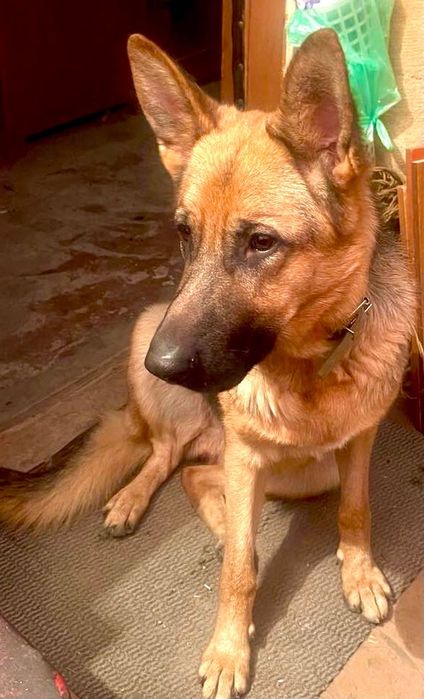 Увага! Пропала німецька вівчарка!!