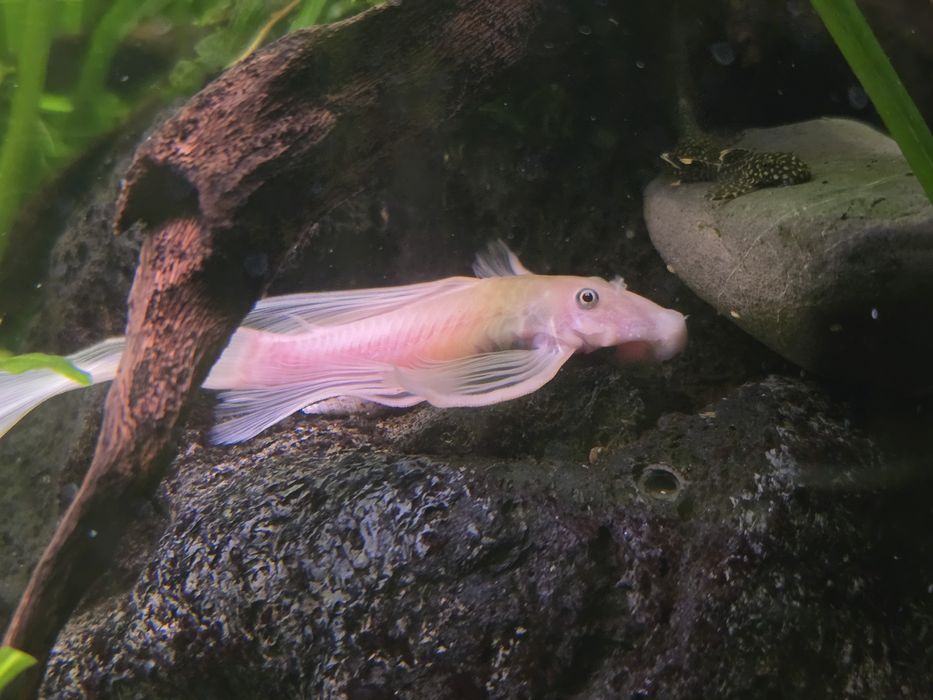 Zbrojniki , zbrojnik, glonojad