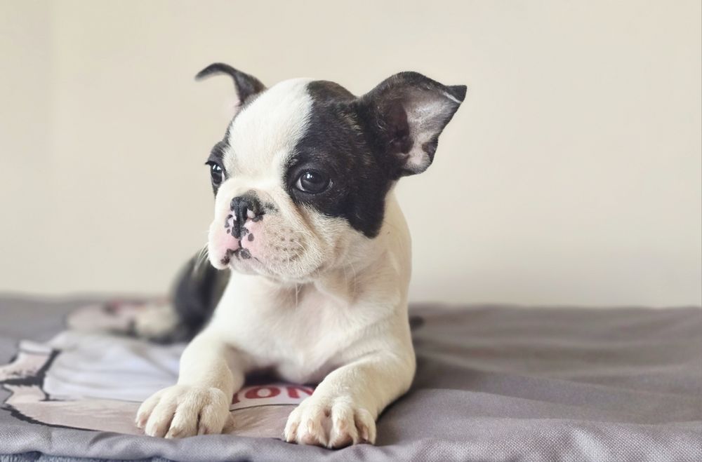 Boston Terrier chłopczyk