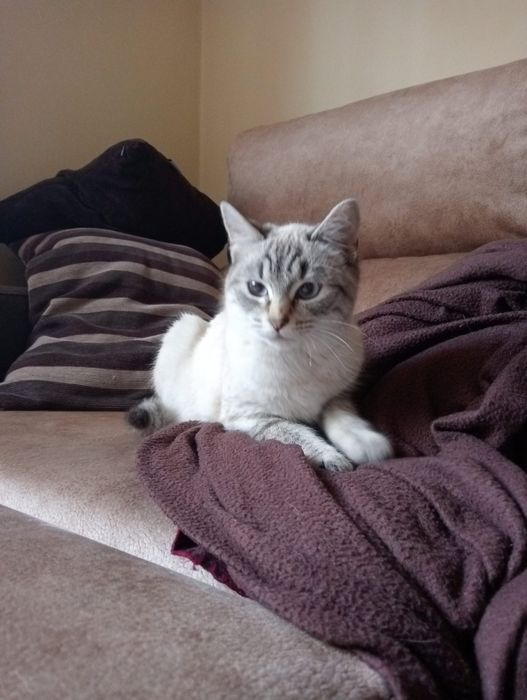 ESTERILIZADA | Gatinha juvenil disponível para adoção responsável