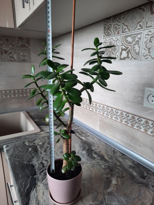 Грошове дерево-100грн.