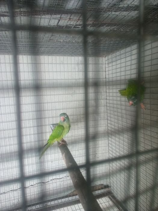 Casal Aratinga testa azul ariticaudata