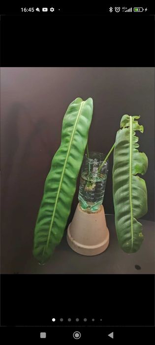 Philodendron Patriciae