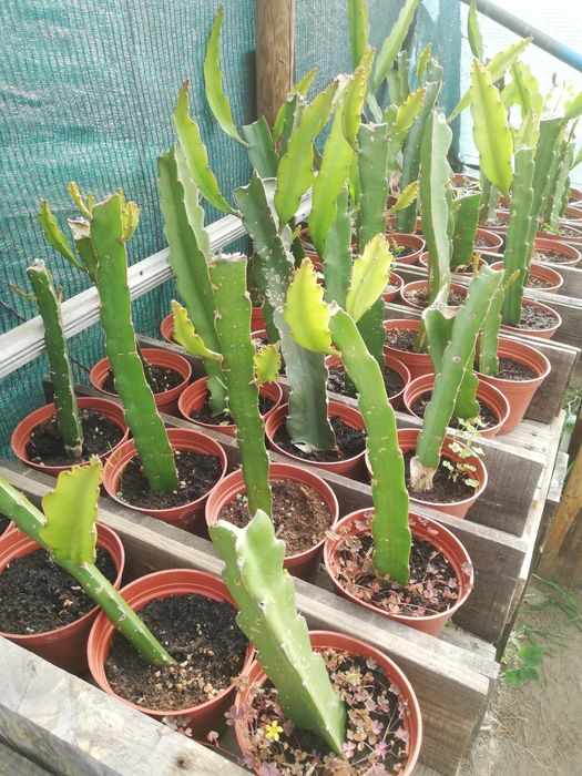 Mudas de Pitaya várias