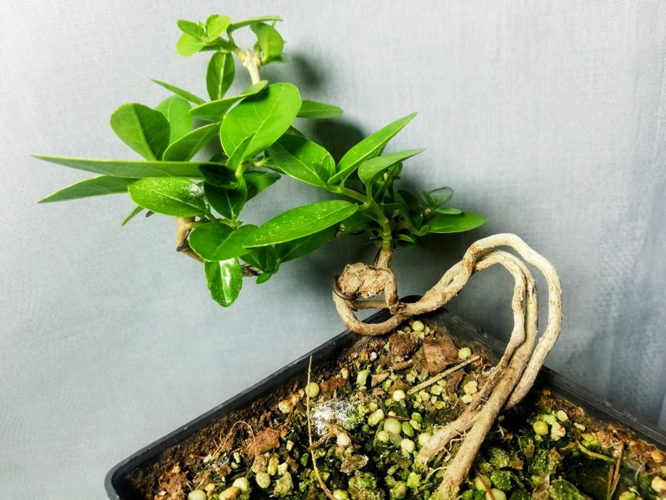 Премна Premna  Индонезия бонсай