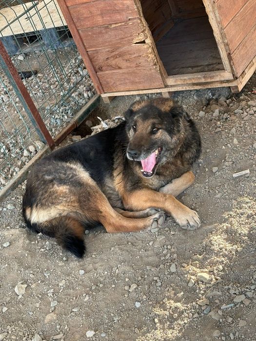 Dzielny, proludzki psiak szuka domu