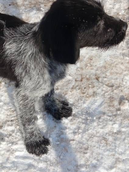 Wyżły zmienią dom