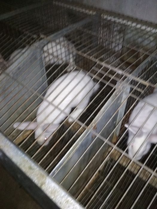 Продам кроликів Термонці.