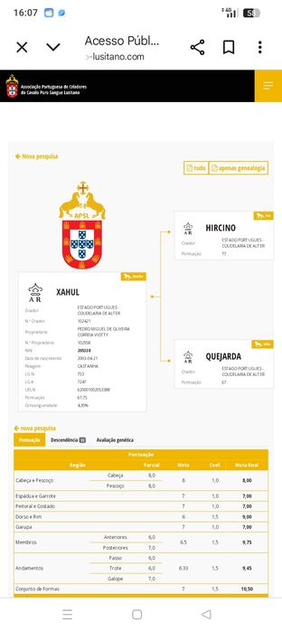 Garanhão lusitano pontuado