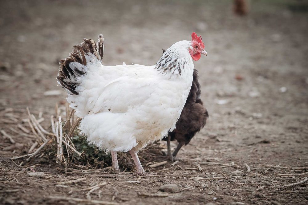 Kup Kurki Nioski z Gwarancją Zdrowia i Opieką Weterynaryjną!