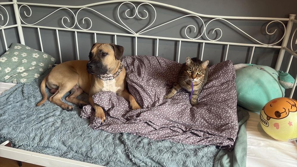 Oddam w dobre ręce 10 msc pitbulla