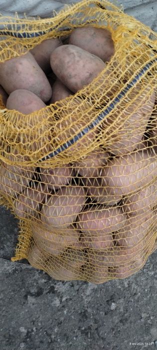 Ziemniaki jadalne odmiany Soraya i Oberon(czerwone)