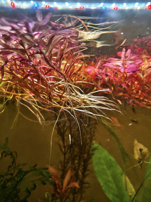 Rotala rotundifolia Blood Red 10PLN za 5szt