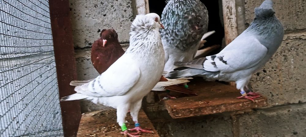 Sprzedam samice falkę