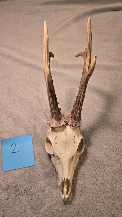 Poroże koziołka, trofeum myśliwskie.