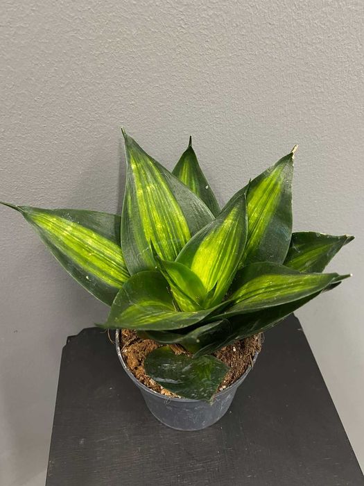 Sansevieria trifasciata 'Hahnii' Jade