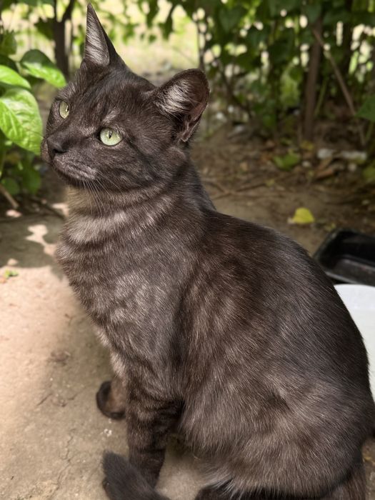 Мішелька шукає людину