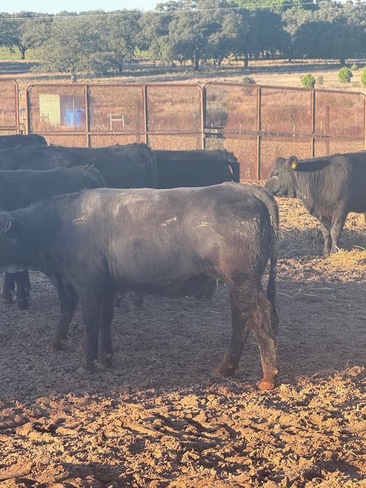 Venda bezerras angus