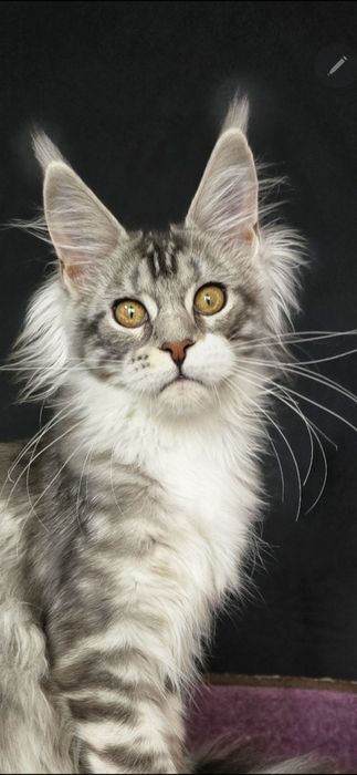 Срібна красуня  Мейн-кун