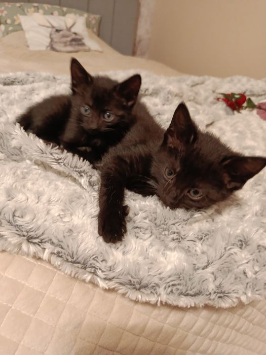 Małe kotki poszukują domku