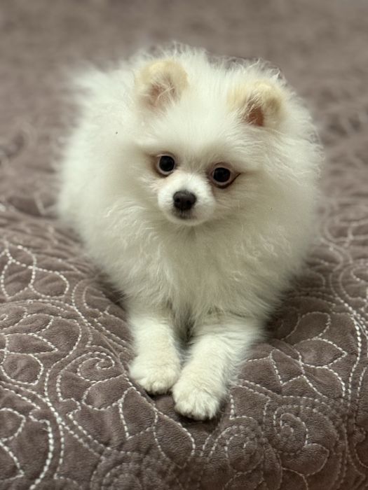 Pomeranian/szpic miniaturowy
