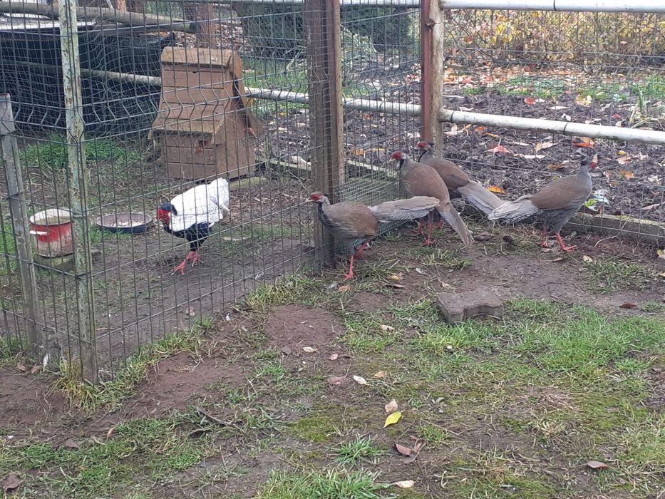 Bażanty bażant same srebrzyste młode lęg 2025