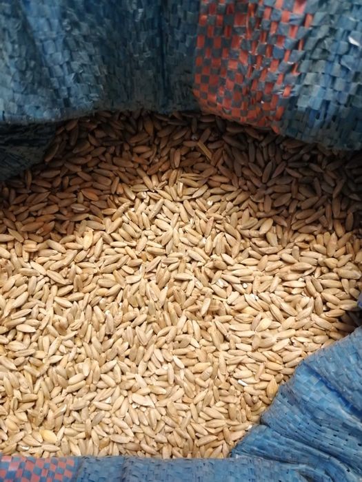 Kukurydza cała mielona sucha worki 25kg trasport