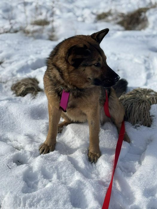 Mulan bardzo grzeczna sunia do adopcji
