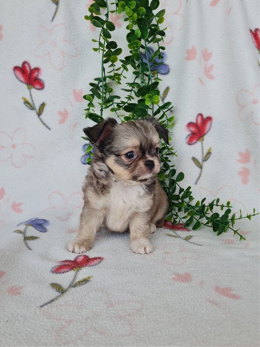 Excecional mini pelo longo Chihuahua/Chiuaua de Qualidade