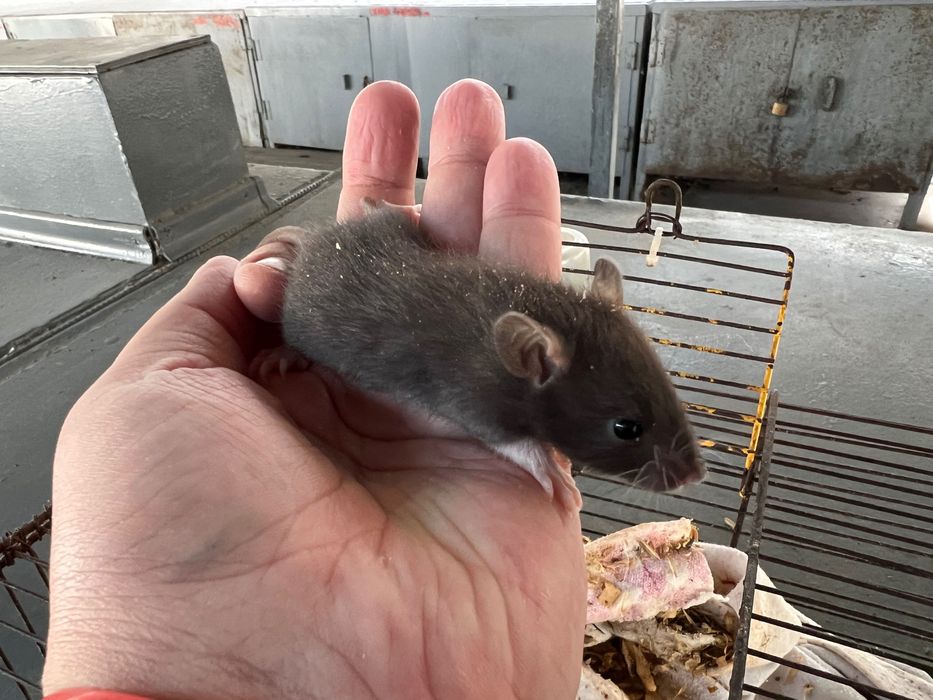 Малыши крысок (от 3х недель) ручные !!