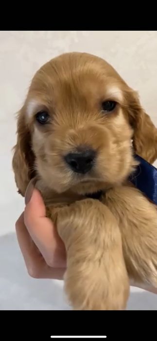 Цуценя англійський кокер Спаніел