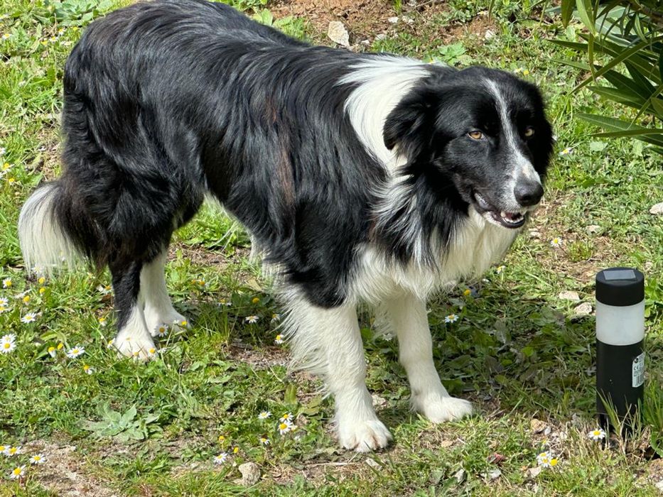 Border Collie Macho