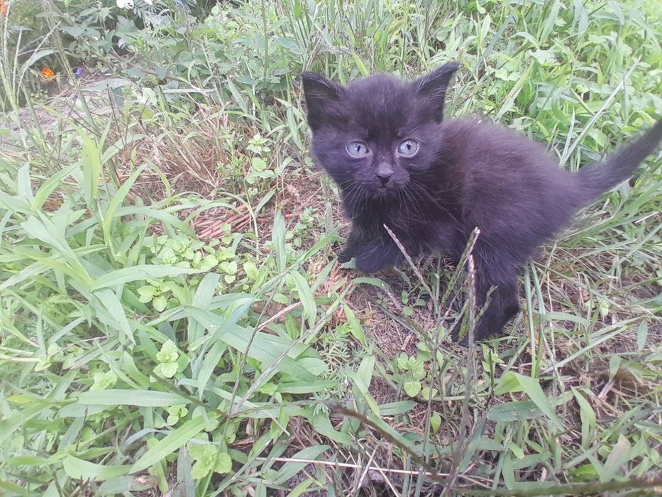 Віддам кошенят в добрі руки