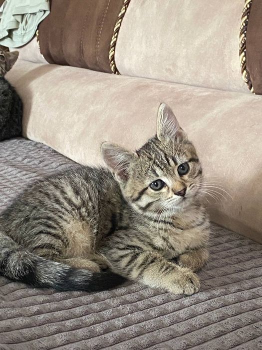 Кошенята шукають добрих господарів