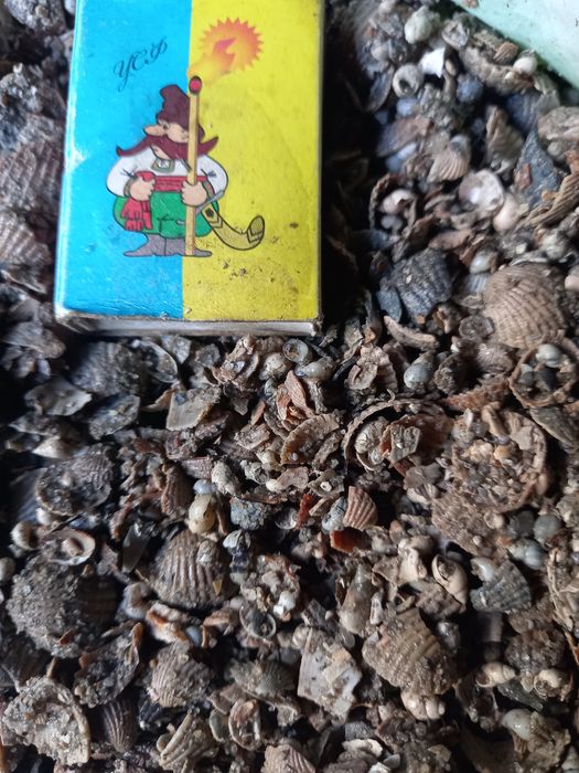 Ракушка кормова морська подрібнена фасована по 3кг та 30кг