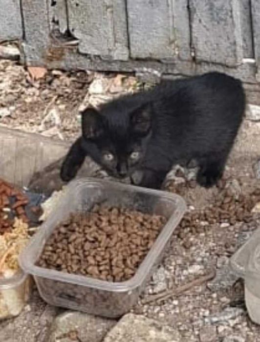 Gatinhos para adoção