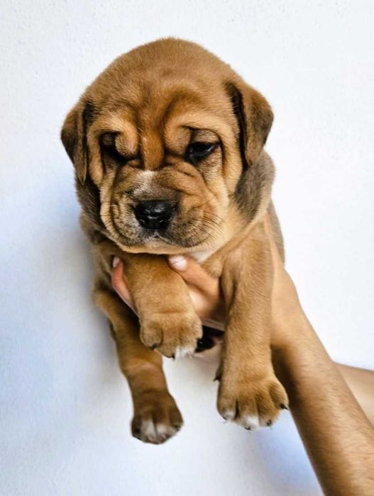 Cachorros Boxer e Labrador para Adoção