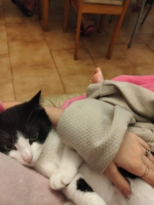 Gatinha muito meiga para doar