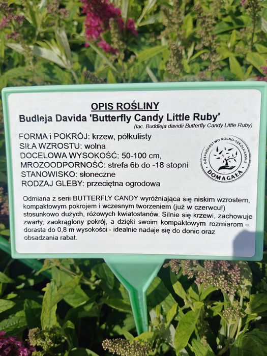 Budleja Davida BUTTERFLY CANDY LITTLE Ruby, Purple, White, Pink