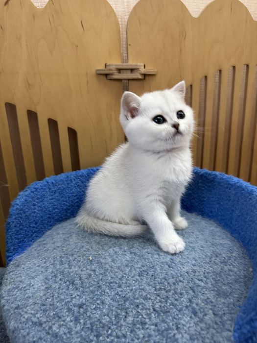 Сріблясті кошенята