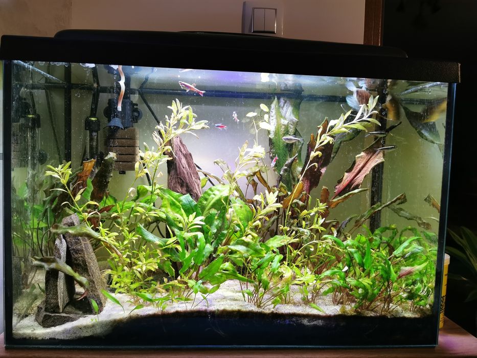 Akwarium 72l zestaw