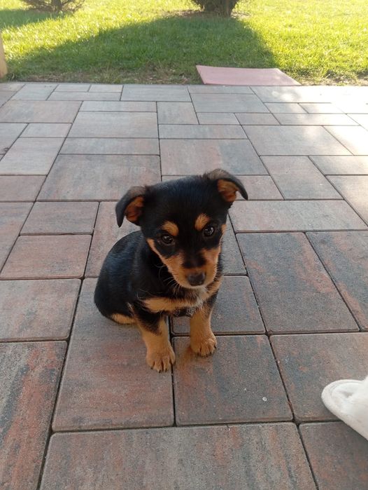 Oddam pieski w dobre ręce.