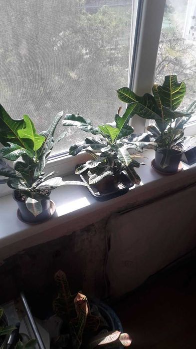 Продам цветы Кротоны, Алое и другие