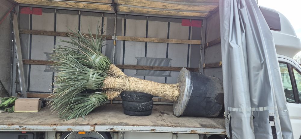 Yucca rostrata MULTIHEAD Wieloglowa. Yuca rostrata