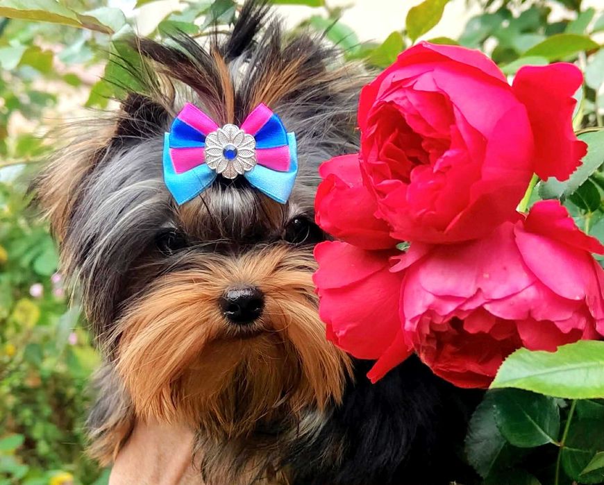 York , Yorki -  Śliczna suczka  Yorkshire Terrier  ZKwP   FCI .