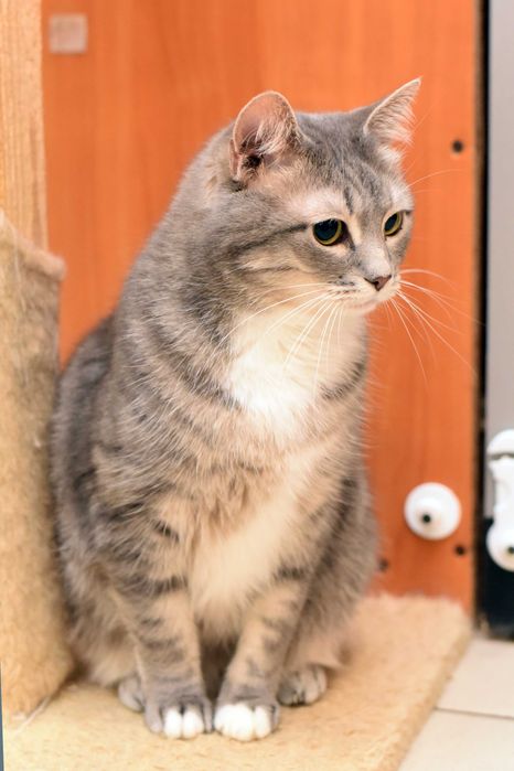 Кошка Гайка ищет свою семью
