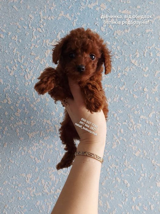 Дівчинка той пудель (не переросте в карлика)